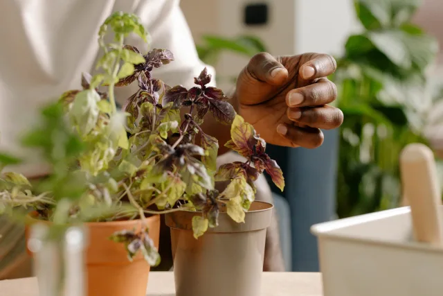 PLANTMOM X The Gather House: Gather & Grow